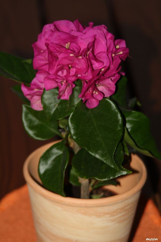 Bugenvilija Vera Deep Purple
